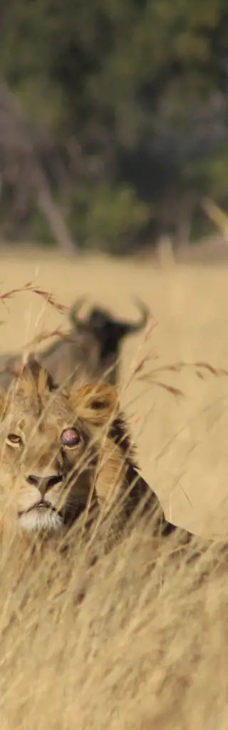 Bush Queens on Tour! durch Botswana im 4x4 mit Dachzelt